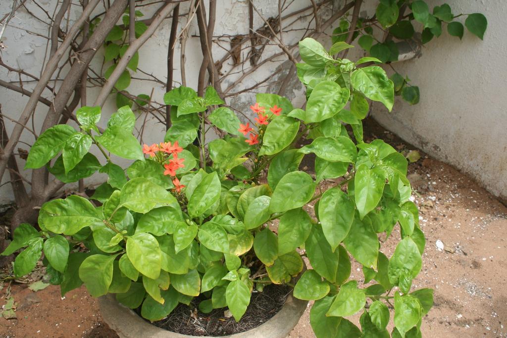 Auberge Keur Diame Dakar Luaran gambar